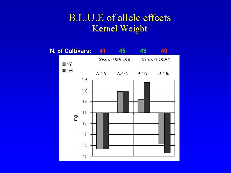 B. L. U. E of allele effects Kernel Weight N. of Cultivars: 41 45