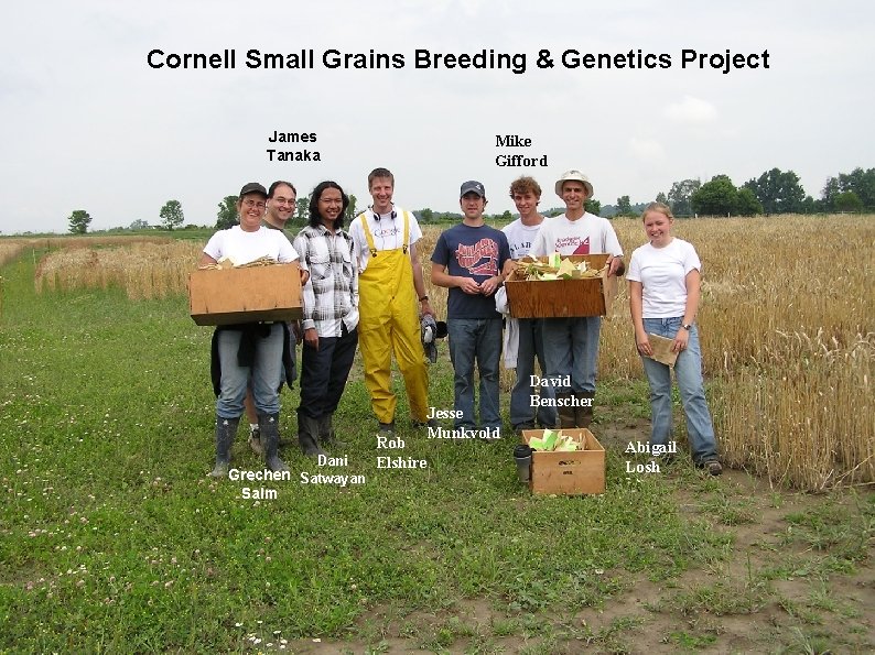 Cornell Small Grains Breeding & Genetics Project James Tanaka Dani Grechen Satwayan Salm Mike