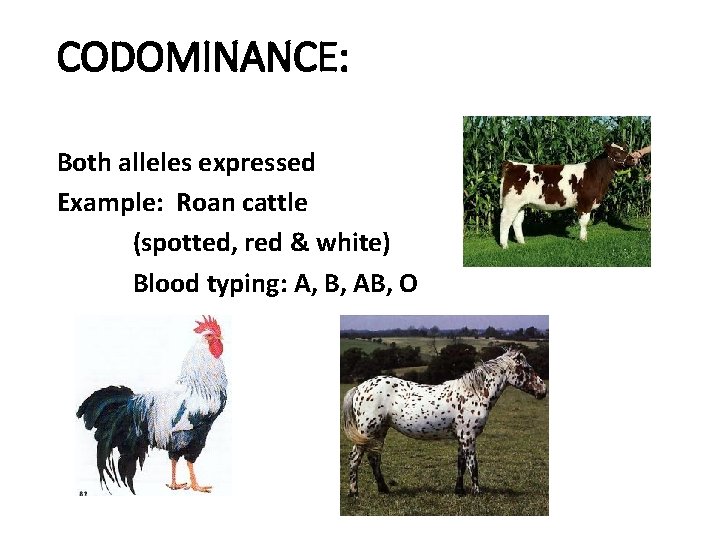 CODOMINANCE: Both alleles expressed Example: Roan cattle (spotted, red & white) Blood typing: A,