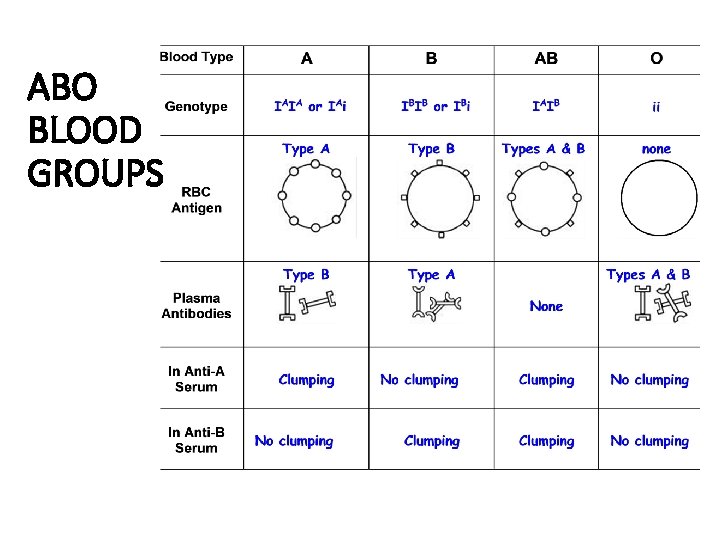 ABO BLOOD GROUPS 