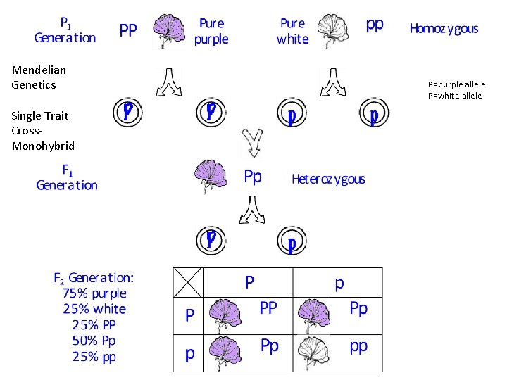 Mendelian Genetics Single Trait Cross. Monohybrid P=purple allele P=white allele 