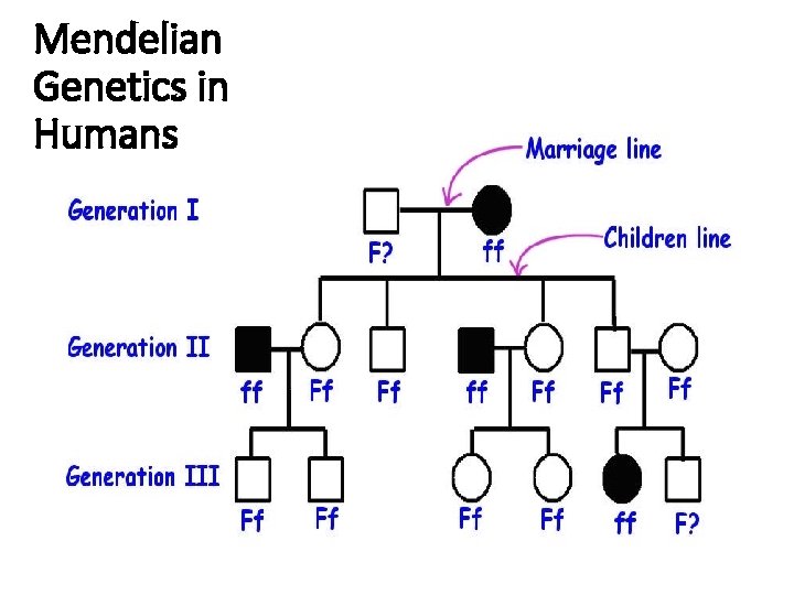 Mendelian Genetics in Humans P EDIGREES 