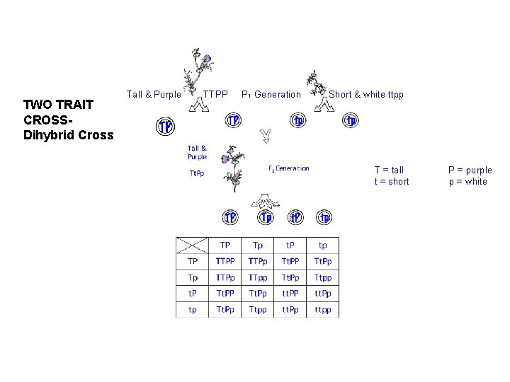 TWO TRAIT CROSSDihybrid Cross Tall & Purple TTPP P 1 Generation Short & white