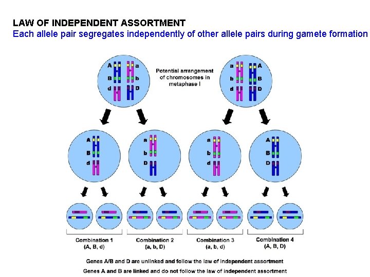 LAW OF INDEPENDENT ASSORTMENT Each allele pair segregates independently of other allele pairs during