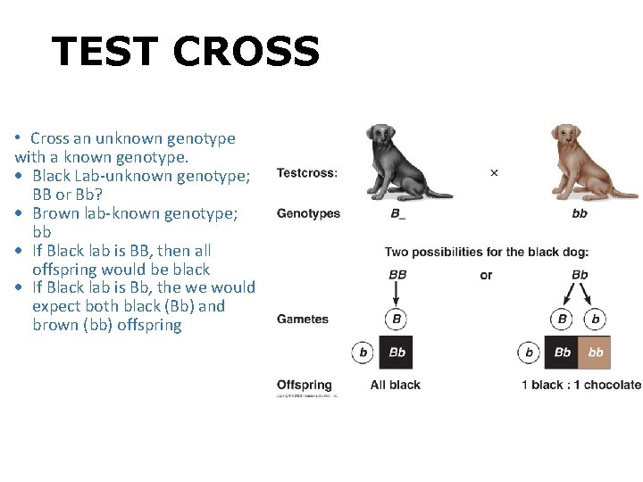 TEST CROSS • Cross an unknown genotype with a known genotype. Black Lab-unknown genotype;