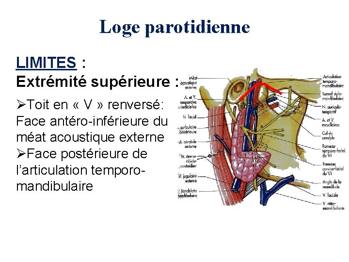 Loge parotidienne LIMITES : Extrémité supérieure : ØToit en « V » renversé: Face