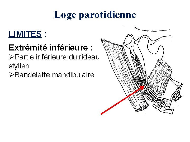 Loge parotidienne LIMITES : Extrémité inférieure : ØPartie inférieure du rideau stylien ØBandelette mandibulaire
