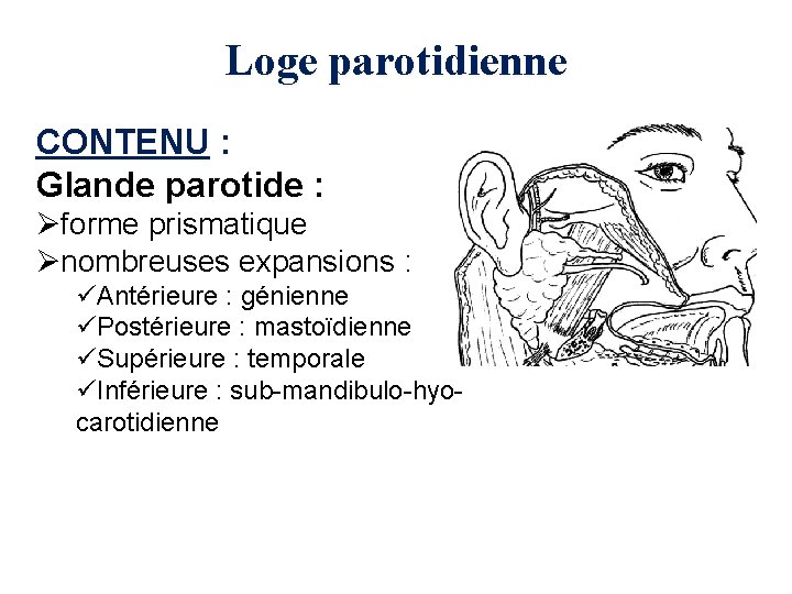 Loge parotidienne CONTENU : Glande parotide : Øforme prismatique Ønombreuses expansions : üAntérieure :