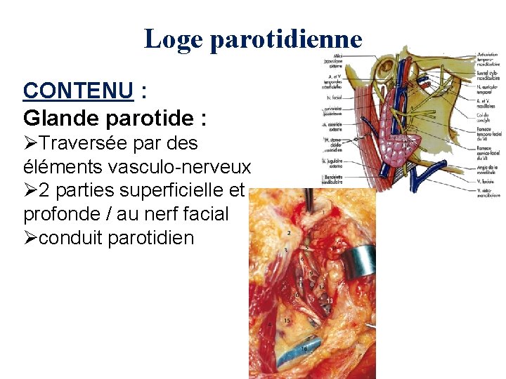 Loge parotidienne CONTENU : Glande parotide : ØTraversée par des éléments vasculo-nerveux Ø 2