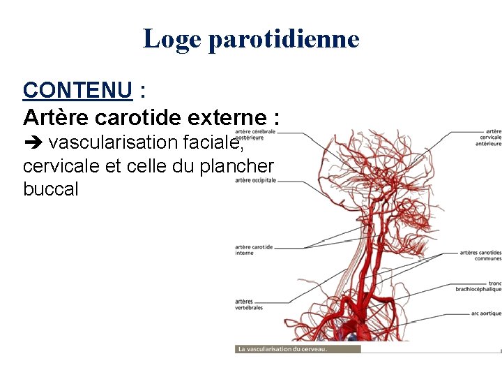 Loge parotidienne CONTENU : Artère carotide externe : vascularisation faciale, cervicale et celle du