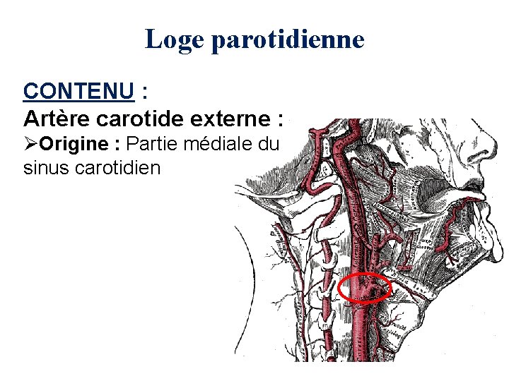 Loge parotidienne CONTENU : Artère carotide externe : ØOrigine : Partie médiale du sinus