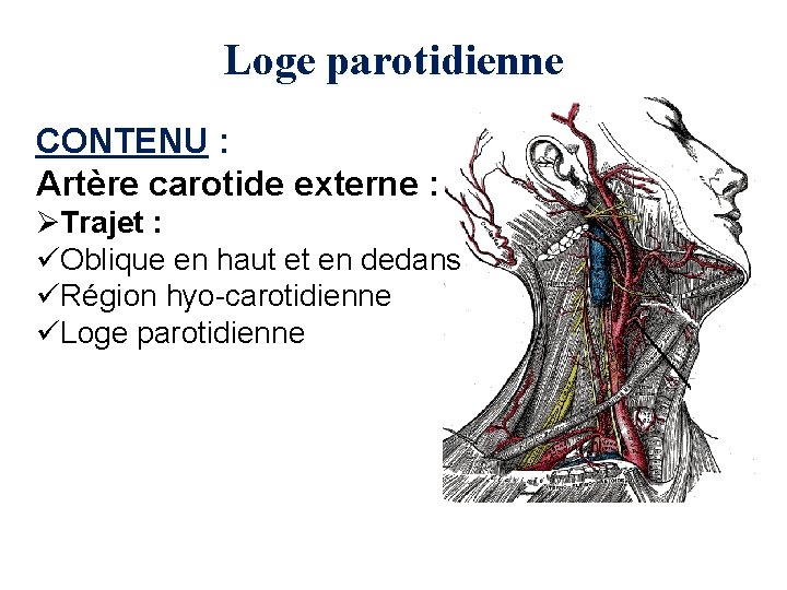 Loge parotidienne CONTENU : Artère carotide externe : ØTrajet : üOblique en haut et