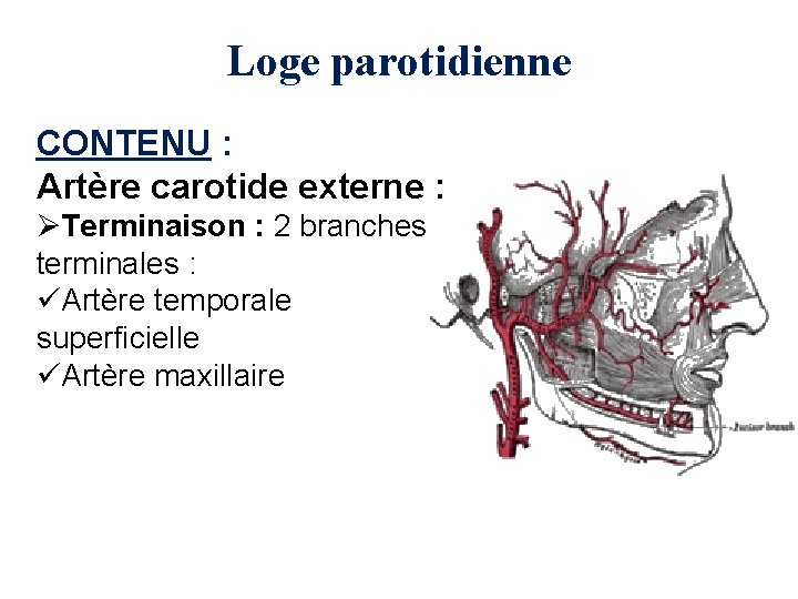 Loge parotidienne CONTENU : Artère carotide externe : ØTerminaison : 2 branches terminales :