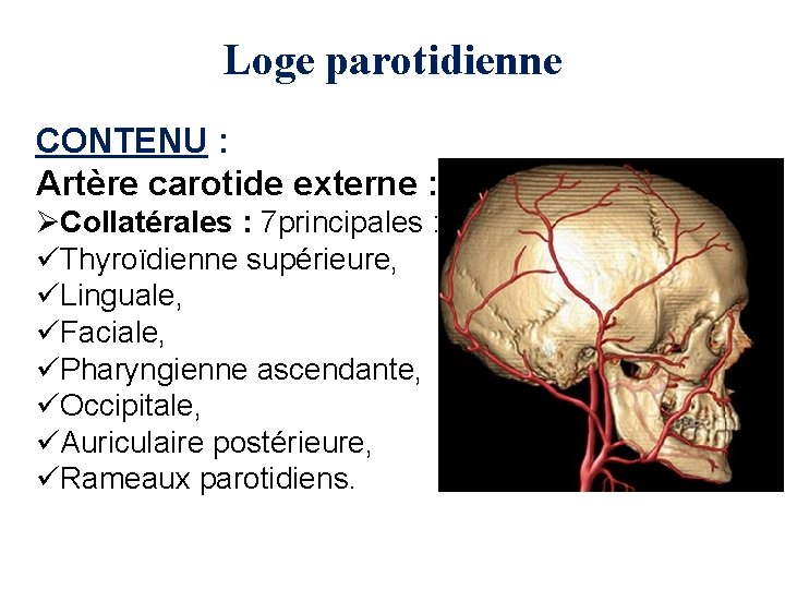 Loge parotidienne CONTENU : Artère carotide externe : ØCollatérales : 7 principales : üThyroïdienne