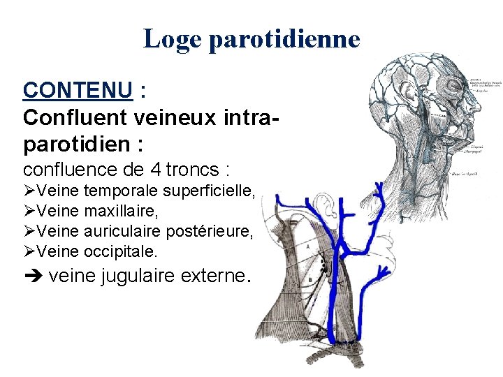 Loge parotidienne CONTENU : Confluent veineux intraparotidien : confluence de 4 troncs : ØVeine