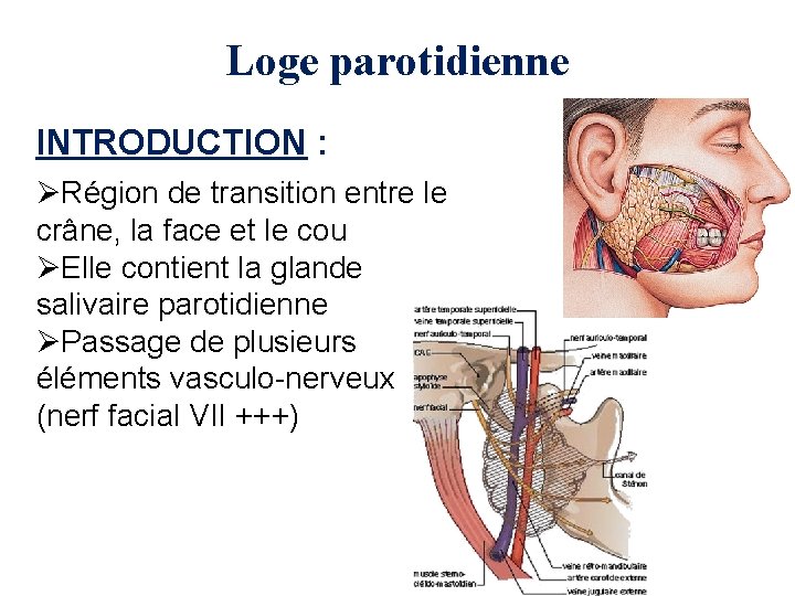 Loge parotidienne INTRODUCTION : ØRégion de transition entre le crâne, la face et le