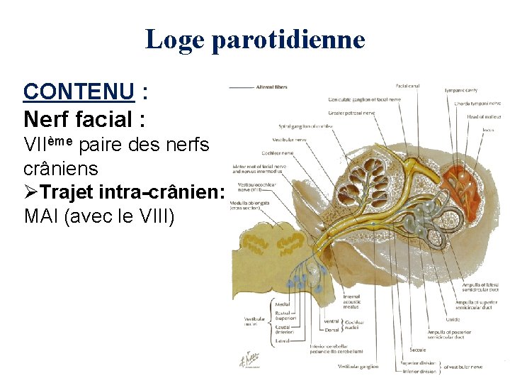 Loge parotidienne CONTENU : Nerf facial : VIIème paire des nerfs crâniens ØTrajet intra-crânien: