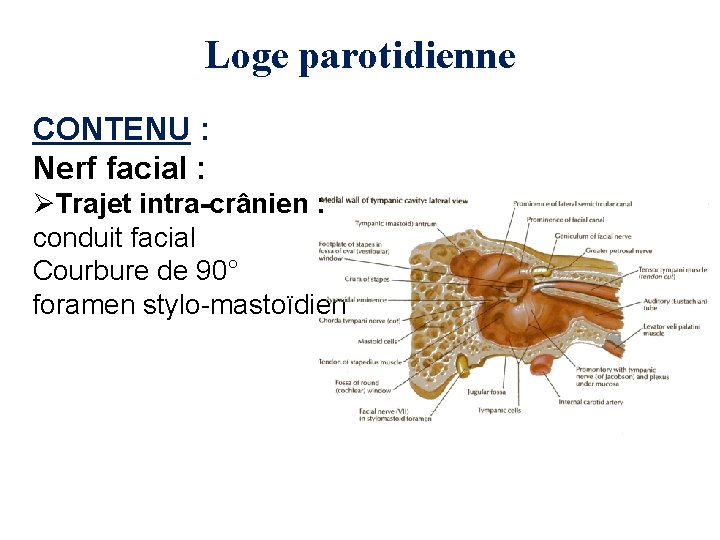Loge parotidienne CONTENU : Nerf facial : ØTrajet intra-crânien : conduit facial Courbure de