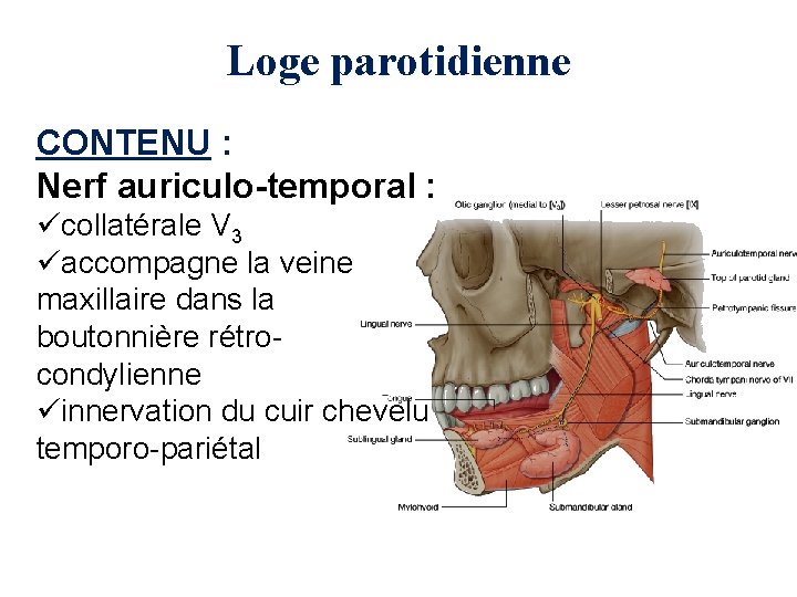 Loge parotidienne CONTENU : Nerf auriculo-temporal : ücollatérale V 3 üaccompagne la veine maxillaire