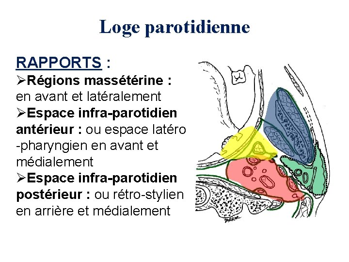 Loge parotidienne RAPPORTS : ØRégions massétérine : en avant et latéralement ØEspace infra-parotidien antérieur