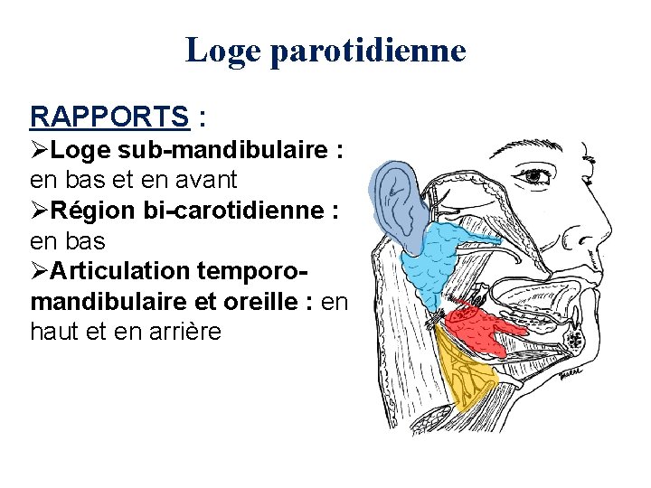 Loge parotidienne RAPPORTS : ØLoge sub-mandibulaire : en bas et en avant ØRégion bi-carotidienne