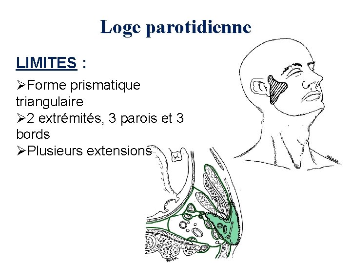 Loge parotidienne LIMITES : ØForme prismatique triangulaire Ø 2 extrémités, 3 parois et 3