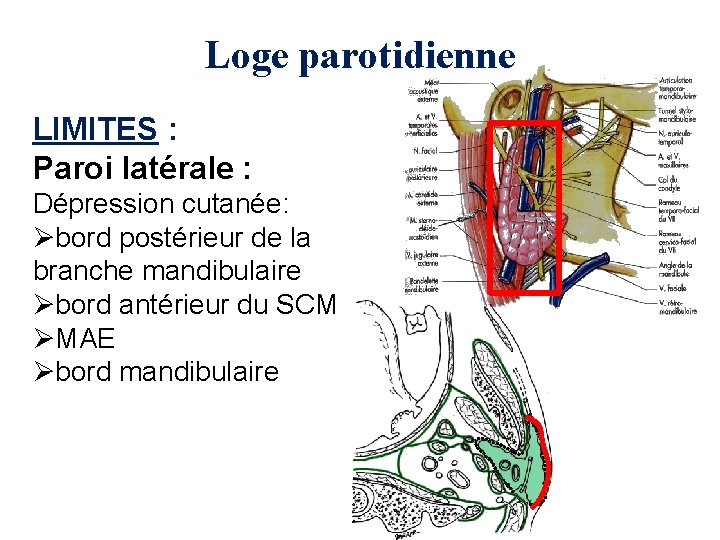 Loge parotidienne LIMITES : Paroi latérale : Dépression cutanée: Øbord postérieur de la branche