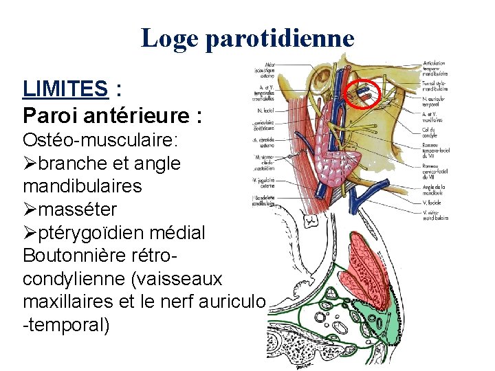 Loge parotidienne LIMITES : Paroi antérieure : Ostéo-musculaire: Øbranche et angle mandibulaires Ømasséter Øptérygoïdien