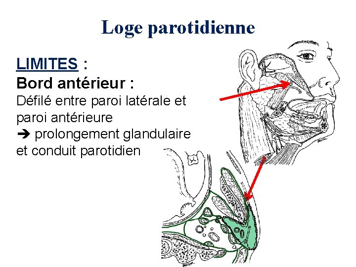 Loge parotidienne LIMITES : Bord antérieur : Défilé entre paroi latérale et paroi antérieure