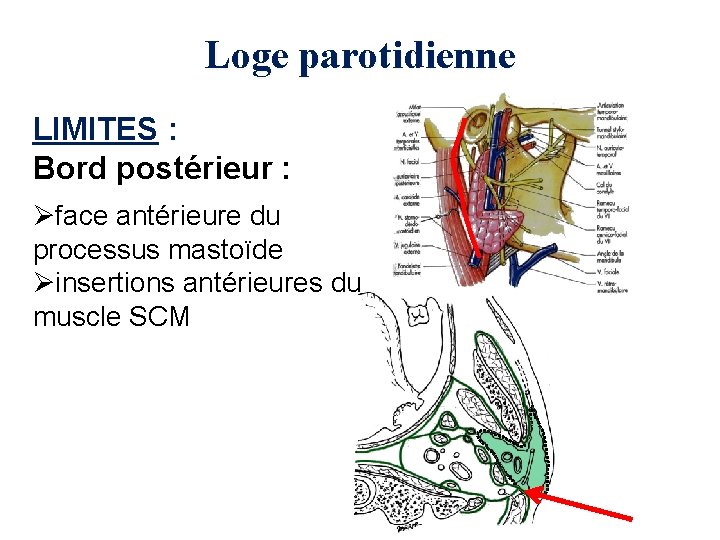 Loge parotidienne LIMITES : Bord postérieur : Øface antérieure du processus mastoïde Øinsertions antérieures