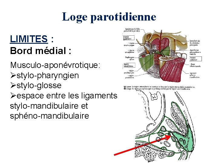 Loge parotidienne LIMITES : Bord médial : Musculo-aponévrotique: Østylo-pharyngien Østylo-glosse Øespace entre les ligaments