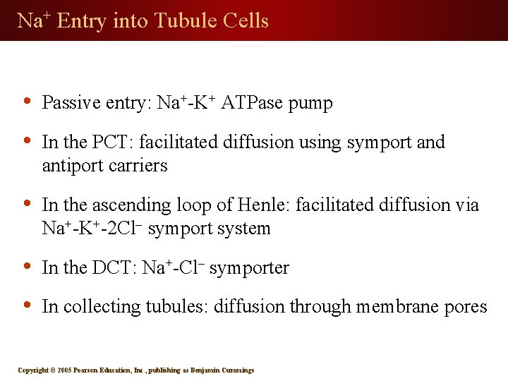 Na+ Entry into Tubule Cells • Passive entry: Na+-K+ ATPase pump • In the