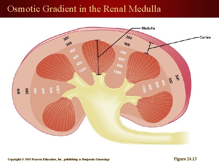 Osmotic Gradient in the Renal Medulla Copyright © 2005 Pearson Education, Inc. , publishing