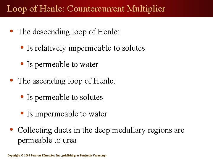 Loop of Henle: Countercurrent Multiplier • The descending loop of Henle: • Is relatively