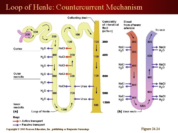 Loop of Henle: Countercurrent Mechanism Copyright © 2005 Pearson Education, Inc. , publishing as