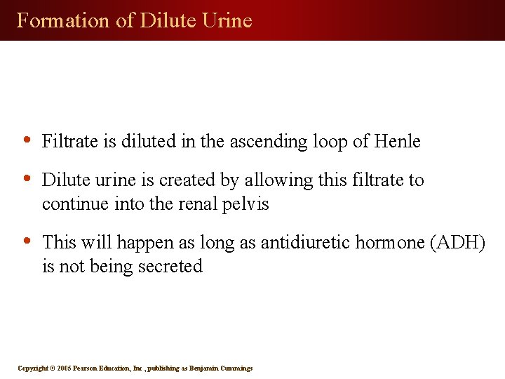 Formation of Dilute Urine • Filtrate is diluted in the ascending loop of Henle