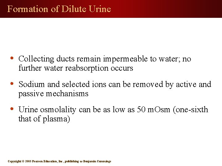 Formation of Dilute Urine • Collecting ducts remain impermeable to water; no further water