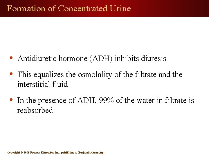 Formation of Concentrated Urine • Antidiuretic hormone (ADH) inhibits diuresis • This equalizes the