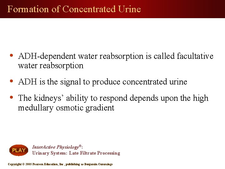 Formation of Concentrated Urine • ADH-dependent water reabsorption is called facultative water reabsorption •