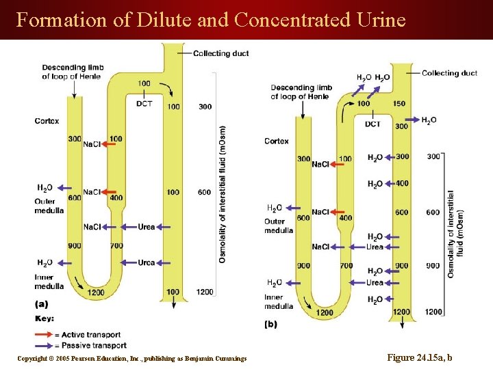 Formation of Dilute and Concentrated Urine Copyright © 2005 Pearson Education, Inc. , publishing
