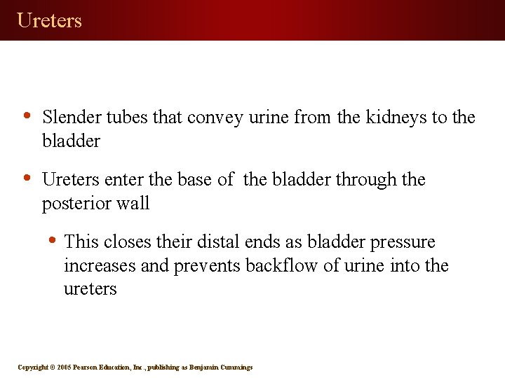 Ureters • Slender tubes that convey urine from the kidneys to the bladder •