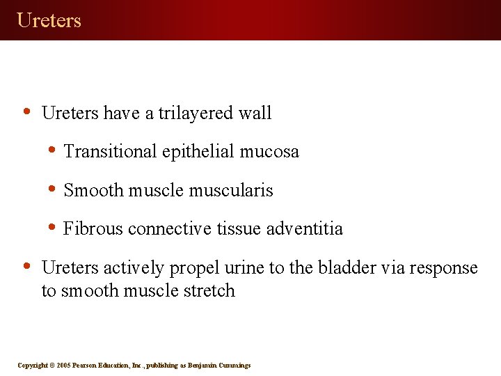 Ureters • Ureters have a trilayered wall • Transitional epithelial mucosa • Smooth muscle