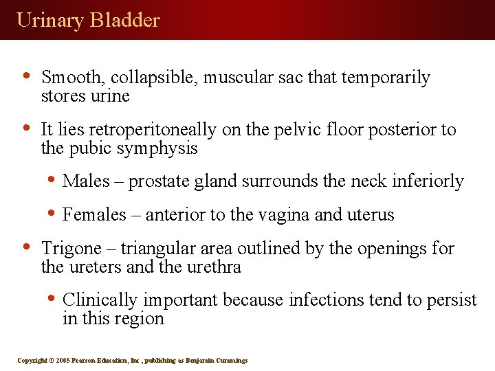 Urinary Bladder • Smooth, collapsible, muscular sac that temporarily stores urine • It lies