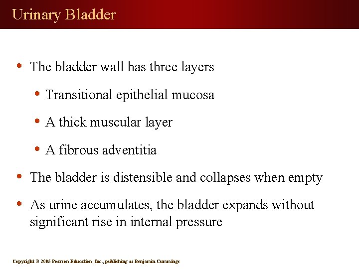 Urinary Bladder • The bladder wall has three layers • Transitional epithelial mucosa •