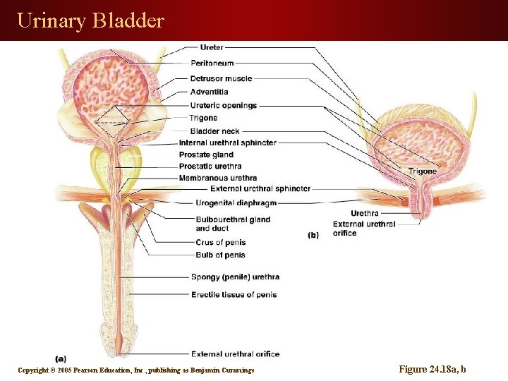 Urinary Bladder Copyright © 2005 Pearson Education, Inc. , publishing as Benjamin Cummings Figure