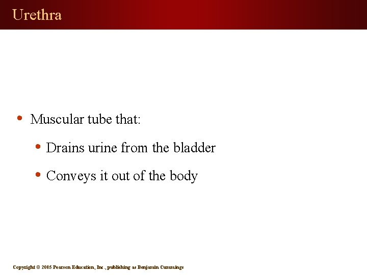 Urethra • Muscular tube that: • Drains urine from the bladder • Conveys it