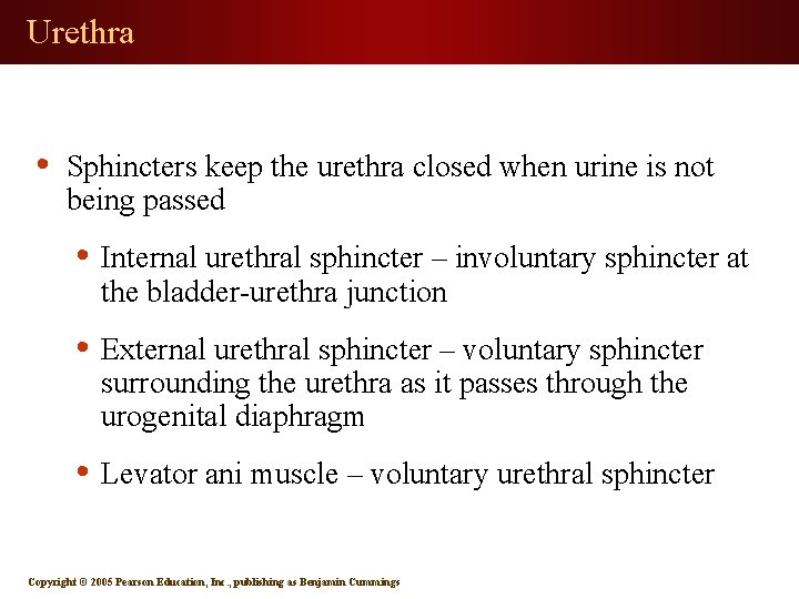 Urethra • Sphincters keep the urethra closed when urine is not being passed •