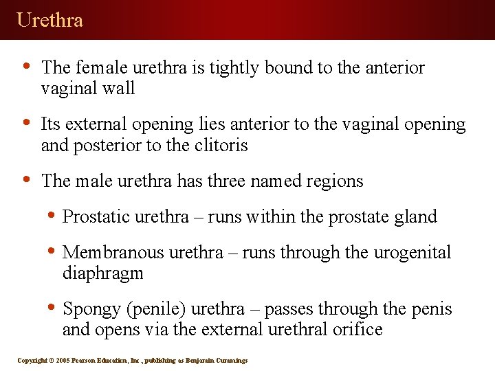 Urethra • The female urethra is tightly bound to the anterior vaginal wall •