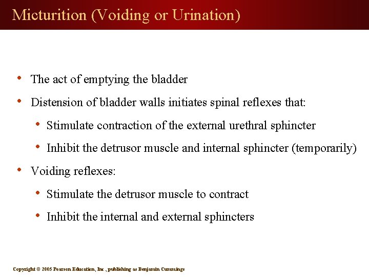 Micturition (Voiding or Urination) • • The act of emptying the bladder Distension of