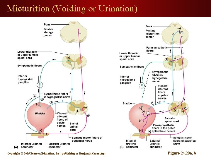 Micturition (Voiding or Urination) Copyright © 2005 Pearson Education, Inc. , publishing as Benjamin